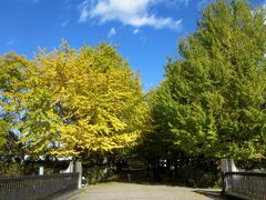 昭和記念公園 昭島口のイチョウ並木