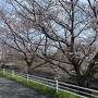 青春18きっぷで行く 伊豆車窓から桜を見ながらグルメ旅　２