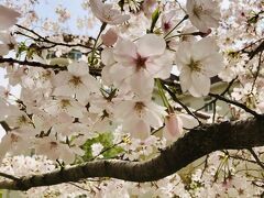☆おまけ☆

１週間後の３月２９日（月）、花のみちの桜は満開になっていました。

まさか来られると思ってなかったので嬉しい(*´艸`*)