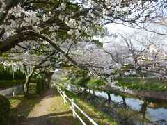 駅を超えて、観光案内の人が薦めてくれた神野公園の桜を見に行きます。
