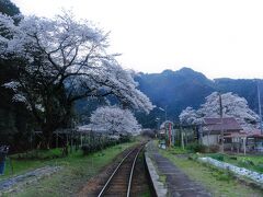 すごく桜の綺麗な駅があったので後方から撮影。

見事すぎる桜。ずっと見ていたい。