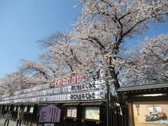 仲見世商店街の桜も満開。