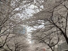 せっかく電車で有楽町まで来たので
駐車時間も気にすることないので少し足を延ばして桜を見ます。
日本橋三越横の桜