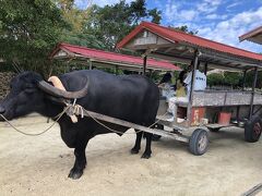 その後は、竹富島といえばの水牛車に乗って、沖縄らしい集落をのんびり周ります。
前の方に乗ってると牛さんの尻尾がバシッと来ますので要注意！