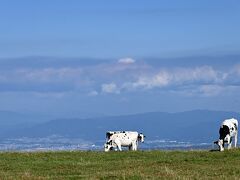 「牛乳専科もうもう」横にある、放牧地。
はるか遠くに町を見下ろす牛たち。