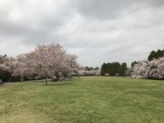 泉自然公園。
成田空港近くに行くのと所要時間的には変わらないのだけれど、道が混雑するし、千葉市内に向かうので、気分的にはのんびりとはいかない。
駐車料金400円。連日無料駐車場を利用していたので多少驚いたが、時間制ではないし、千葉市内なのだから仕方ない。