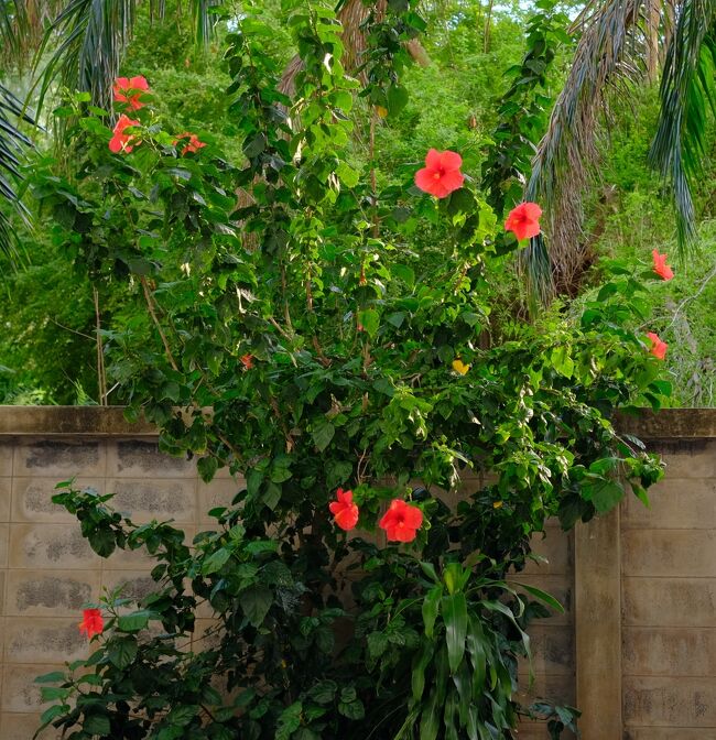 3月30日<br />コンドミニアムの大きなハイビスカスの花がずい分長い間咲いています。