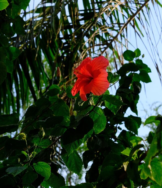 ハイビスカス（ドックチャバ）