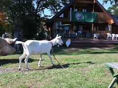 ザ・ババリアン・ペーター・タテシナ 信州蓼科高原の前に居たヤギ。
ブタは置物。