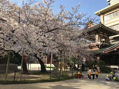 二本の桜の木が重なって一本の大きな木に見えます。

大阪を出た日の大阪城の桜は2～3分咲だったので、
今年初めて満開の桜を見れたのが東長寺でした。