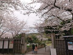 三溪園の入口に到着。満開の桜が出迎えてくれているようです。