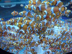 水族園に行く