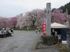昌福寺から車で数分、秩父ではしだれ桜で一番有名な清雲寺にやってきました。
