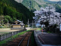 再びの桜。

長良川鉄道、こんなに桜が綺麗な鉄道だったとは知らなかった...
どの駅も美しかった！