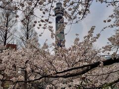 山下公園へ。しだれ桜はすっかり葉桜でしたが、ソメイヨシノが見頃。