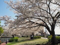 汽車道の桜