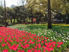 横浜公園のチューリップ。今年も見事です（*´▽｀*）