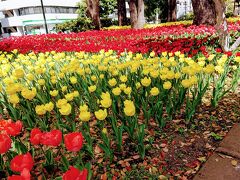 横浜公園はチューリップが見頃。