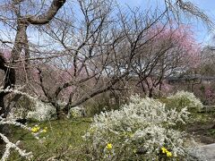 雪柳の本当の美しさを教えていただいた、といっても過言ではないです。