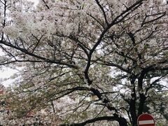 ４月２日（金）

前回から４日後。

花のみちの桜はすでに葉桜になり始めていました。