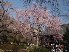 【天竜寺】

天竜寺は庭園に8時半から入れるので、すぐにそこに向かいました。曹源池あたりが有名ですが、その奥の多宝殿や百花苑あたりは枝垂れ桜や桜以外の花が豊富なエリアがあり、綺麗です。ちょうど満開でした。