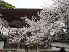 【醍醐寺】
豊臣秀吉がおくさんである寧々さんや淀君、大名たちの奥さんをもてなすために開いた「醍醐の花見」で有名な醍醐寺です。三宝院の枝垂れ桜はすでに終わりかけているのに　そこの拝観料を500円取った上さらに三宝院の建物に入るのに特別拝観料を取っているのにはあきれました。他なエリアは桜が綺麗で見応えはありました。