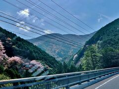 そうそう 道中の国道は 桜も寛解を過ぎているところが多かったのですが
ところどころ 山全体がピンクに染まっているとこもありきれいでした