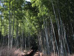 【天竜寺　嵯峨野の竹林】
天竜寺北門から出ると嵯峨野の竹林に出るのですが、特に門を出て左手に手数メートルの所は雰囲気の良い竹林が見られます。