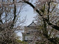 小田原城址公園