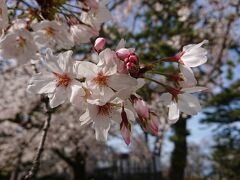 小田原城址公園