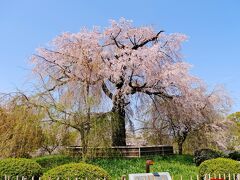 アフタヌーンティーの時間まで、円山公園を散策。