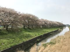 流川の桜並木
