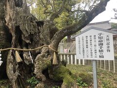 大山祇神社にある樹齢2600年の楠