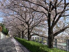 3/31
有休消化日の最後

家から田園調布駅までランニング！
週末の雨でどうかなーーっと心配しましたが
桜吹雪には間に合ったみたい