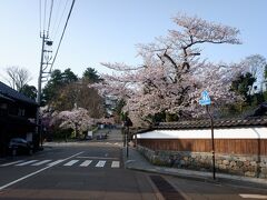 　金沢駅から兼六園行く時は、近江町市場を経由して、いつもこの黒門から金沢城を通り兼六園に向かっています。桜が綺麗ですね。