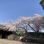 名古屋城金鯱展と満開の桜＆古民家レストラン