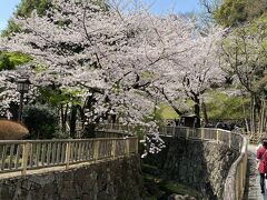 飛鳥山公園の前に同じく王子駅前にある音無親水公園へ。
こちらも見事に桜が咲いています。