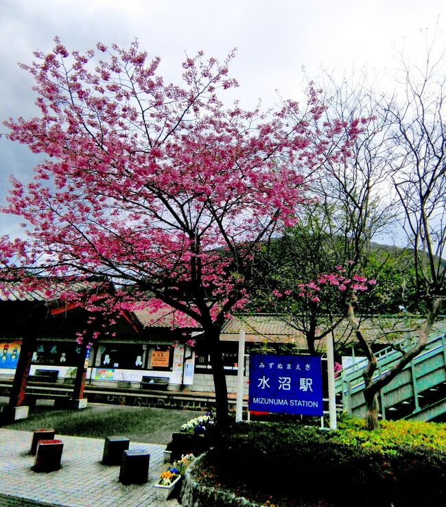 上州は桜満開 わたらせ渓谷鉄道と伊香保グリーン牧場でお花見 日帰りバスツアーの巻 伊香保温泉 群馬県 の旅行記 ブログ By ちぃさん フォートラベル 上州は桜満開 わたらせ渓谷鉄道と伊香保グリーン牧場でお花見 日帰りバスツアーの巻 伊香保温泉 群馬県 の旅行記 ブログ By ちぃさん フォートラベル