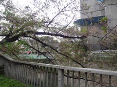 神田川の桜　