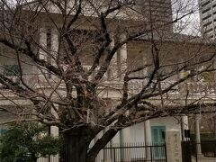 「泉布観」までやって来ました
こちらの桜はまだまだ