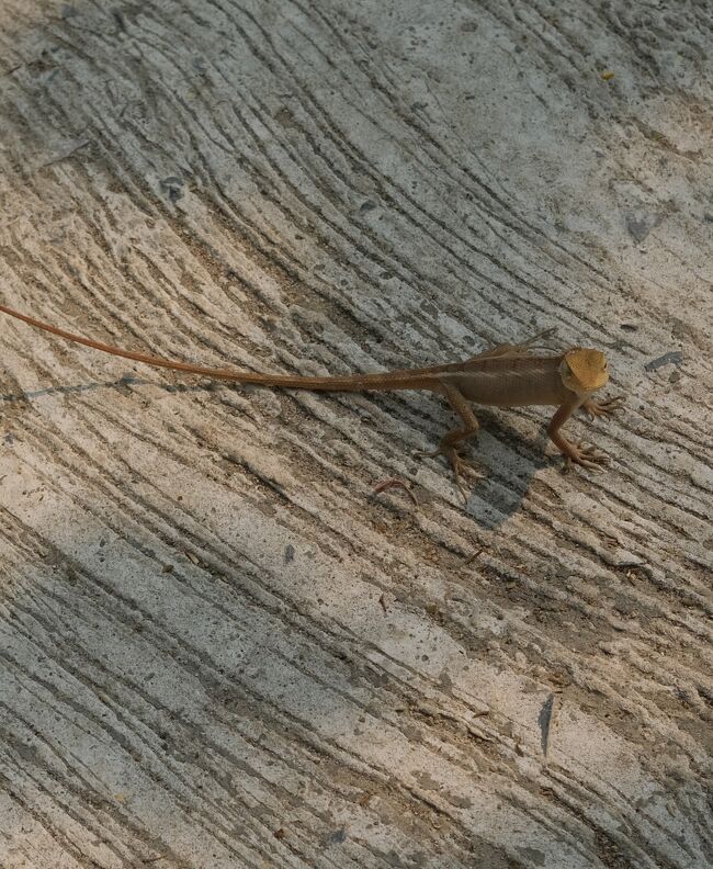 トカゲが1匹．．．近寄っても逃げませんね。タイ人はゲテモノは食べるが基本生き物は殺しません。