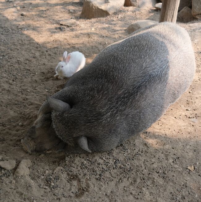 暑いのに日が当たっていても動こうともしない。（ウサギや鶏も同居）