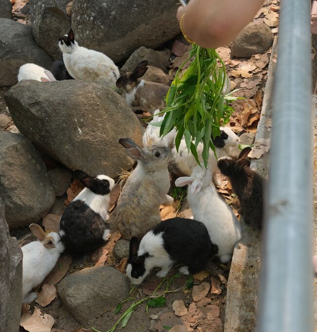 柵の中でウサギが飼われていました。