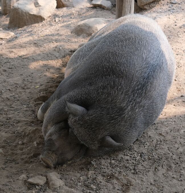 野生のイノシシ丸々と太っています。