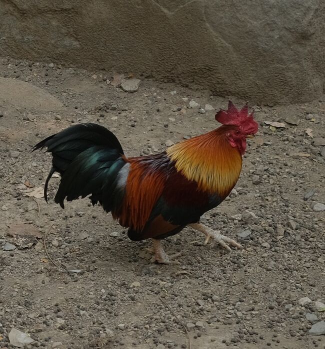 一緒に住んでいます。