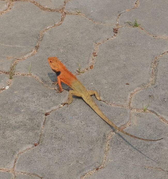 これまた中途半端な色半分だけ、変わった色しているトカゲですね。