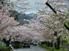 08：00　駅の北側に、線路と荒川に挟まれるようにして「北桜通り」の並木道が2.5㎞ にわたりずっと続いています。
400本の桜はこちらも丁度満開の花盛り。
下流の「高砂橋」あたりまで続いているのですが、駅を離れるにしたがって木の勢いも多少弱ってくる感じで、ライトアップの設備が途切れるあたりで引き返しました。