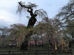 清雲寺ライトアップ