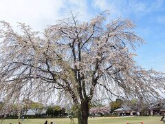 家老屋敷跡公園には枝垂桜が多くありますが、ほぼ散っていました。
