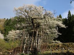 樽見の大桜